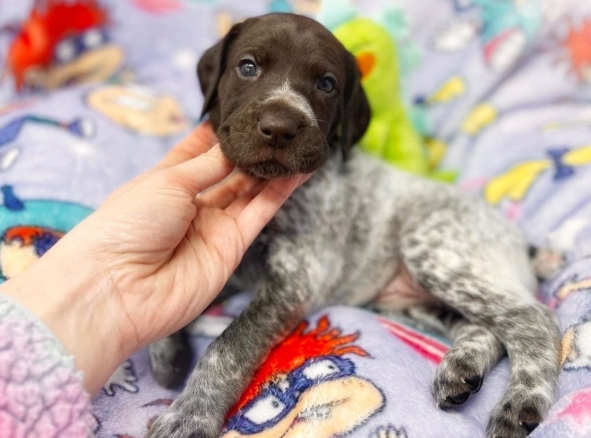 Adorable AKC German Shorthaired Pointer Puppies! breeder image 7