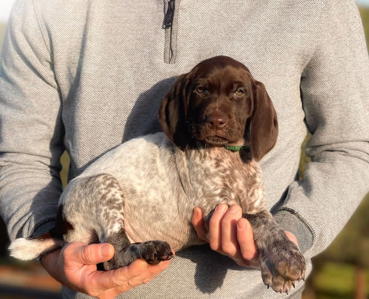 Adorable AKC German Shorthaired Pointer Puppies! breeder image 8