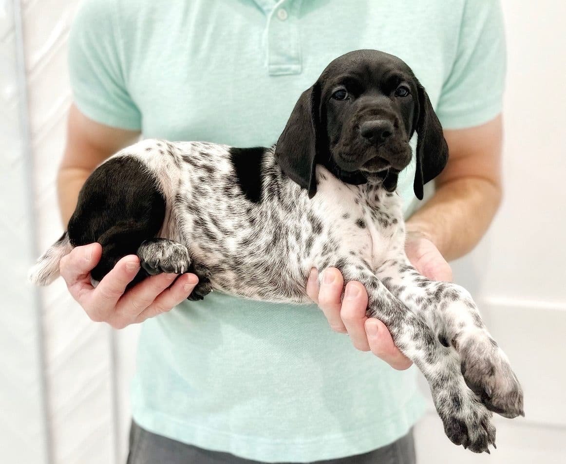 Adorable AKC German Shorthaired Pointer Puppies! breeder image 9