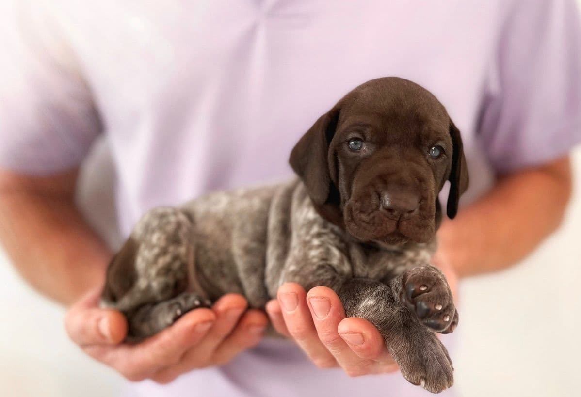 Adorable AKC German Shorthaired Pointer Puppies! breeder image 10