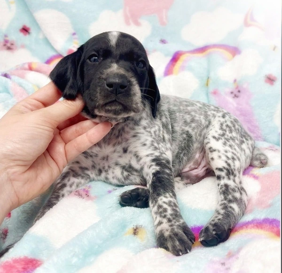 Adorable AKC German Shorthaired Pointer Puppies! breeder image 11