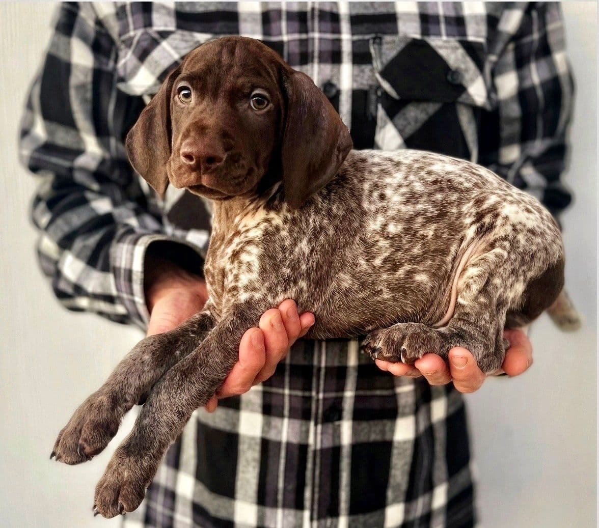 Adorable AKC German Shorthaired Pointer Puppies! breeder image 12