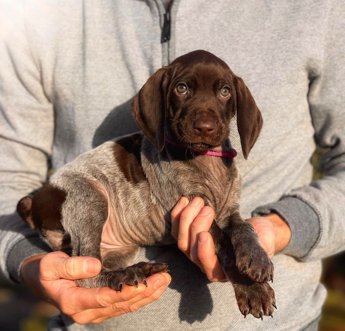 Adorable AKC German Shorthaired Pointer Puppies! breeder image 13