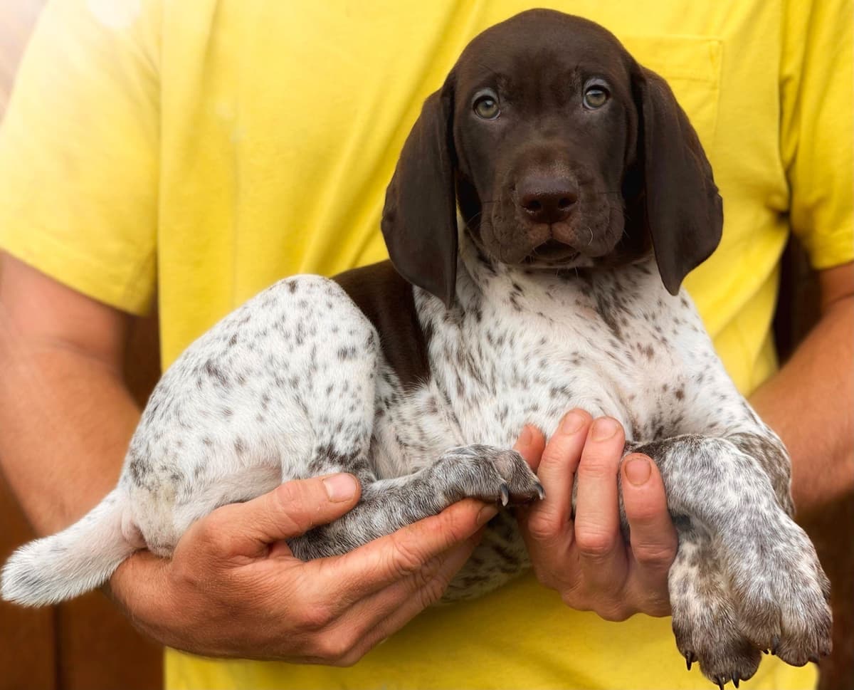 Adorable AKC German Shorthaired Pointer Puppies! breeder image 15