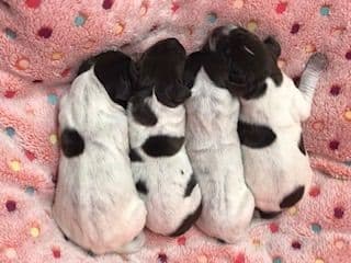 Adorable AKC German Shorthaired Pointer Puppies! breeder image 16
