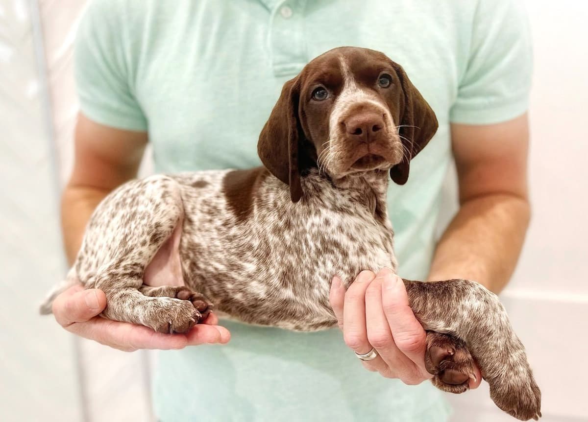 Adorable AKC German Shorthaired Pointer Puppies! breeder image 17