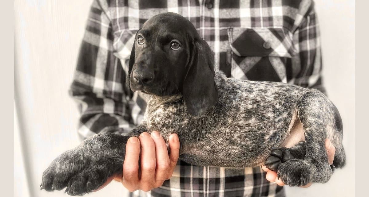 Adorable AKC German Shorthaired Pointer Puppies! breeder image 18