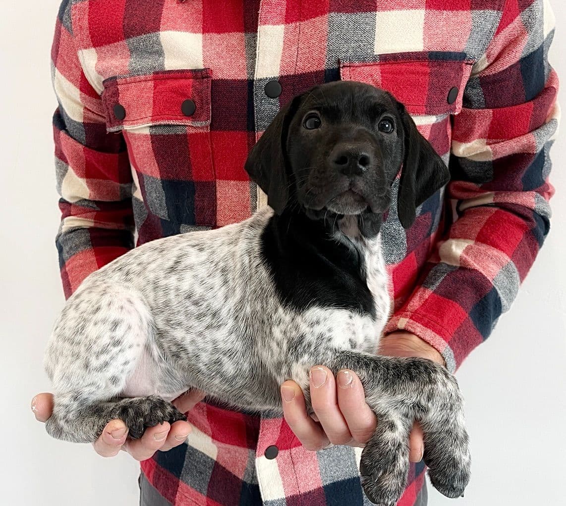 Adorable AKC German Shorthaired Pointer Puppies! breeder image 19
