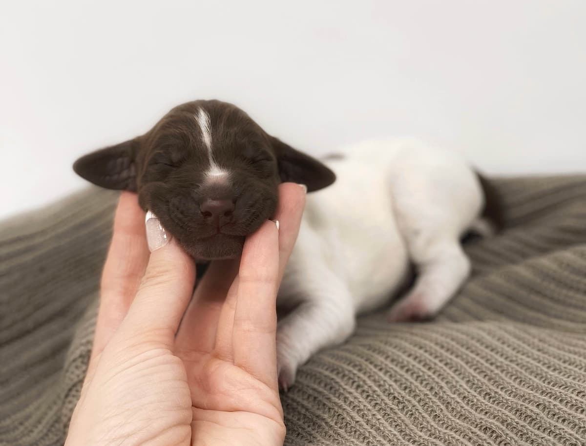 Adorable AKC German Shorthaired Pointer Puppies! breeder image 20