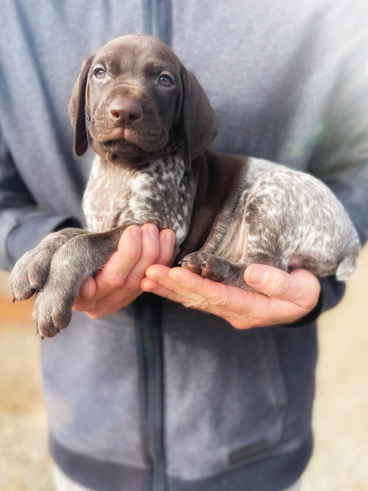 Adorable AKC German Shorthaired Pointer Puppies! breeder image 21