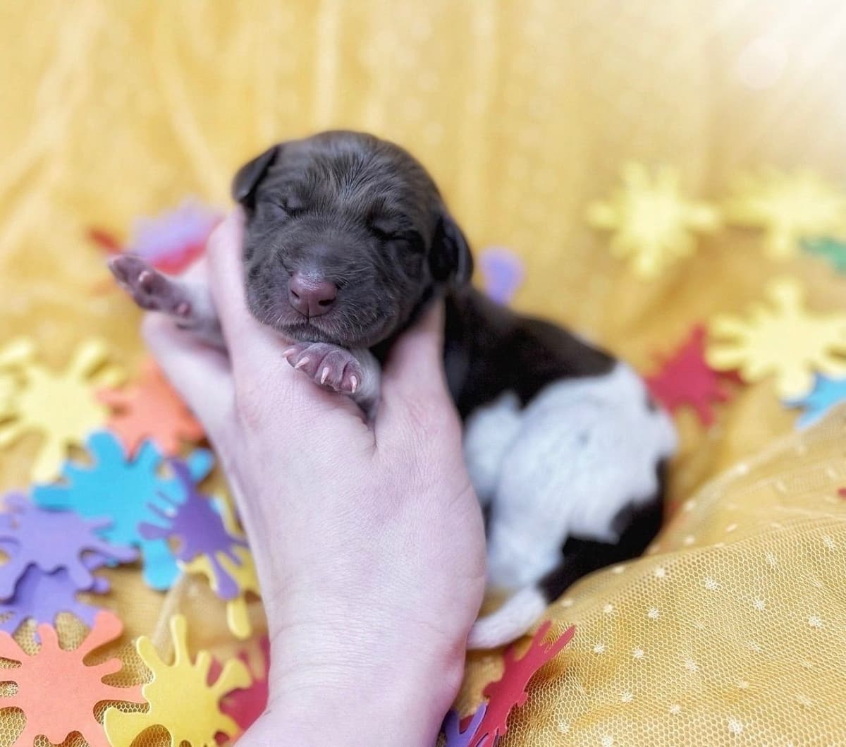 Adorable AKC German Shorthaired Pointer Puppies! breeder image 23
