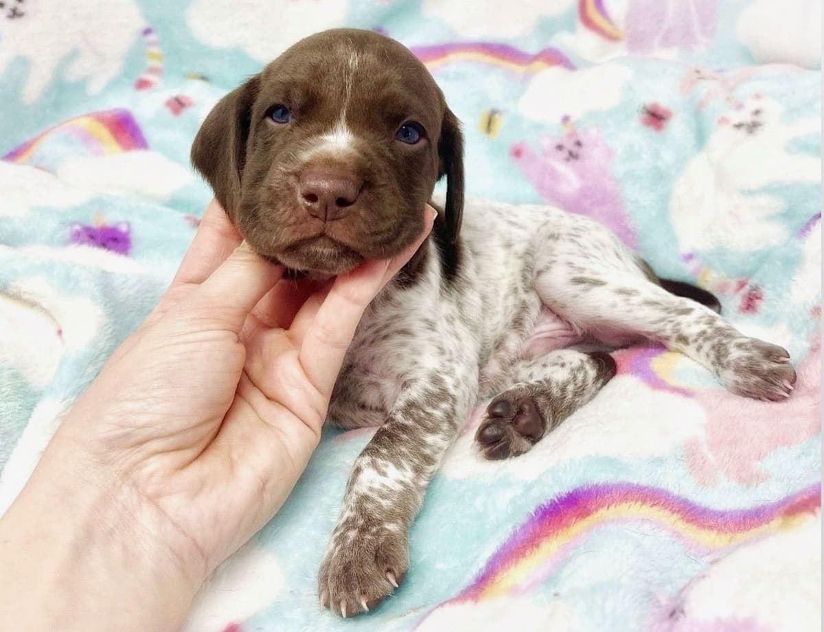 Adorable AKC German Shorthaired Pointer Puppies! breeder image 24