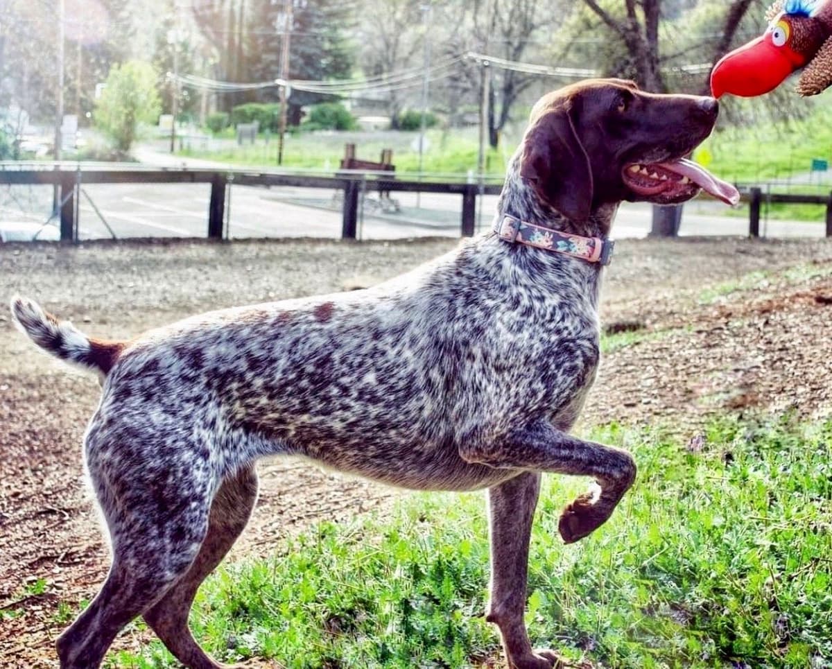 Adorable AKC German Shorthaired Pointer Puppies! breeder image 25