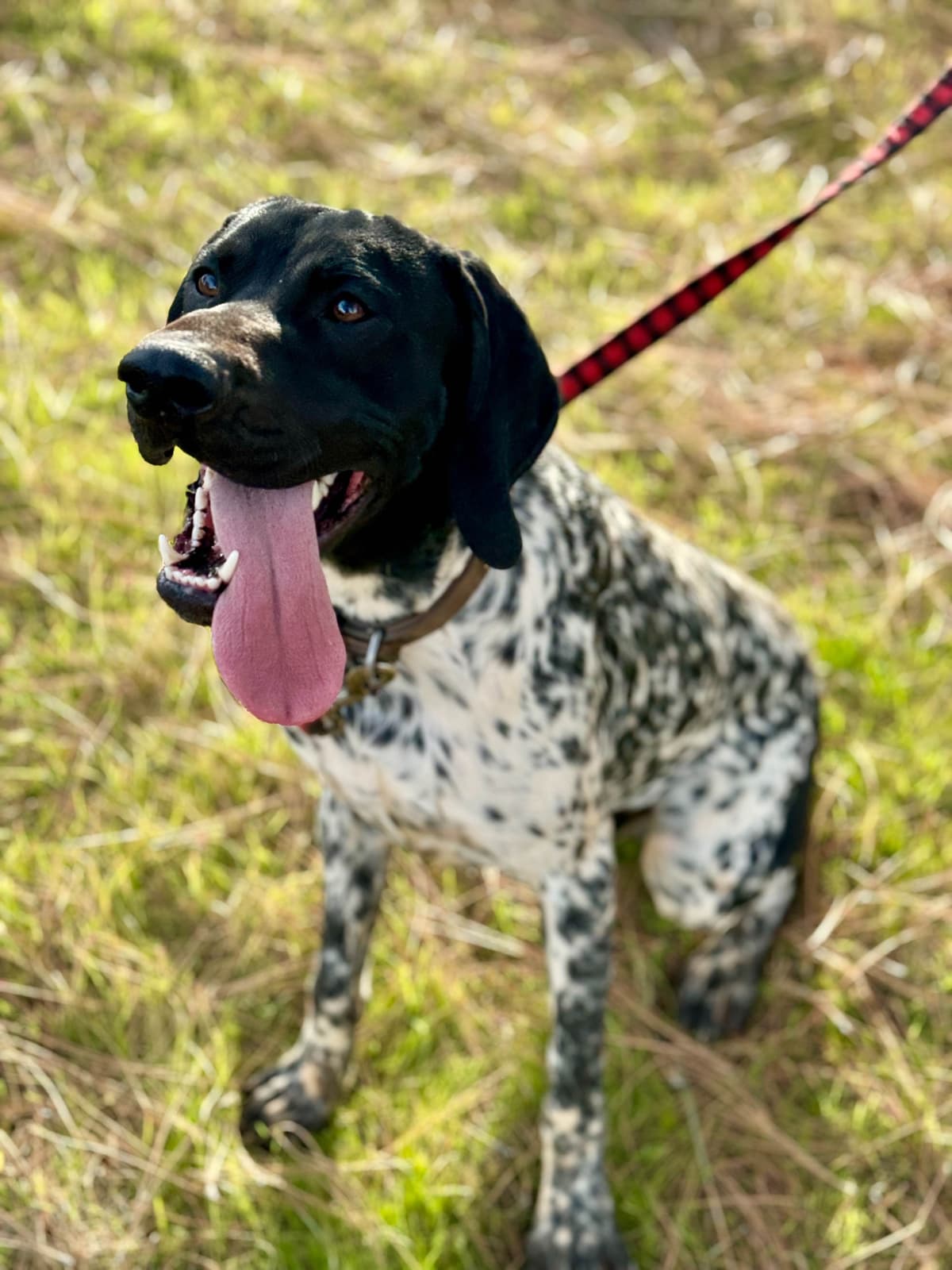 Adorable AKC German Shorthaired Pointer Puppies! breeder image 26