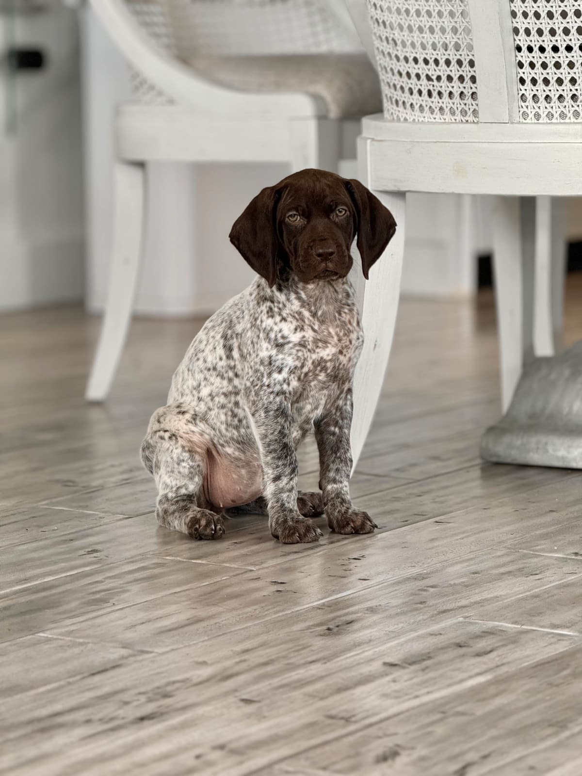 Adorable AKC German Shorthaired Pointer Puppies! breeder image 29