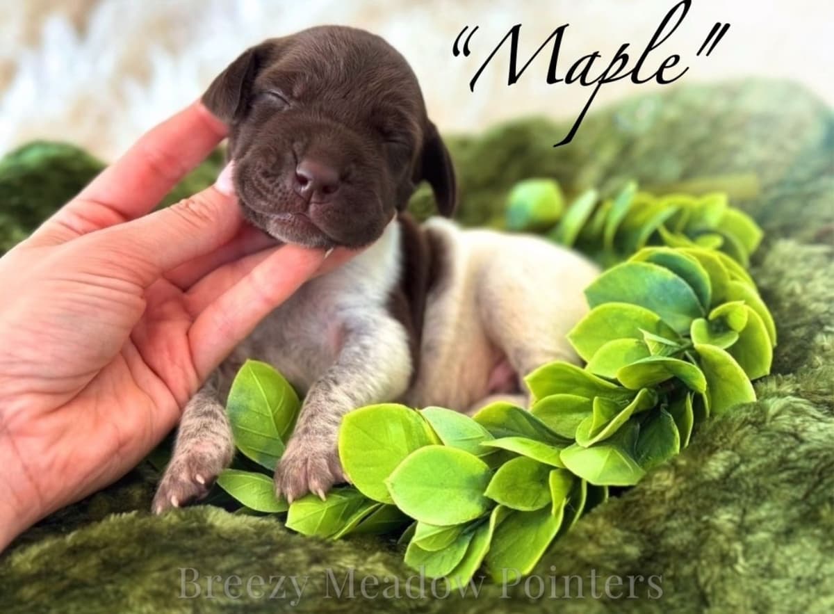 Adorable AKC German Shorthaired Pointer Puppies! breeder image 30