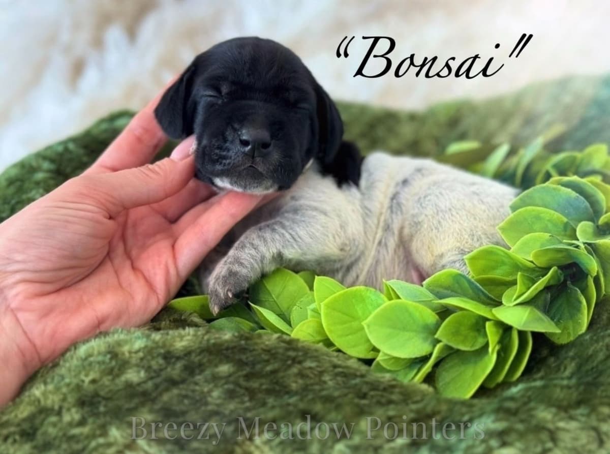 Adorable AKC German Shorthaired Pointer Puppies! breeder image 31