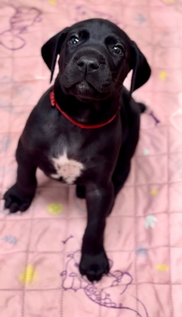Adorable  AKC German Shorthaired Pointer Puppies! media 2