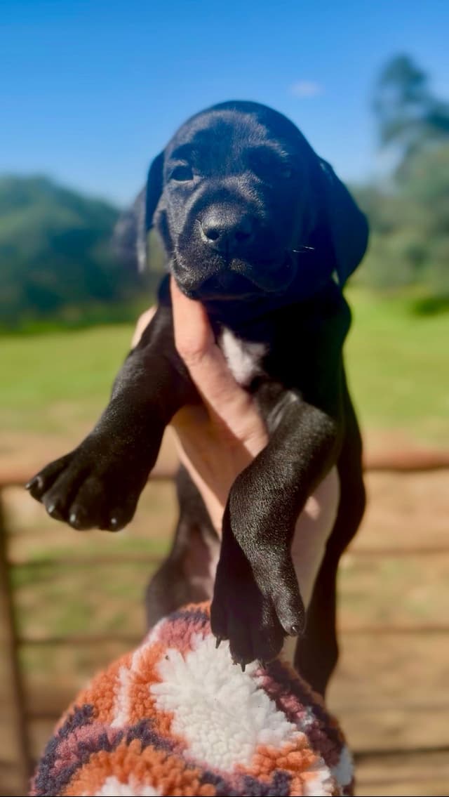 Adorable  AKC German Shorthaired Pointer Puppies! media 3