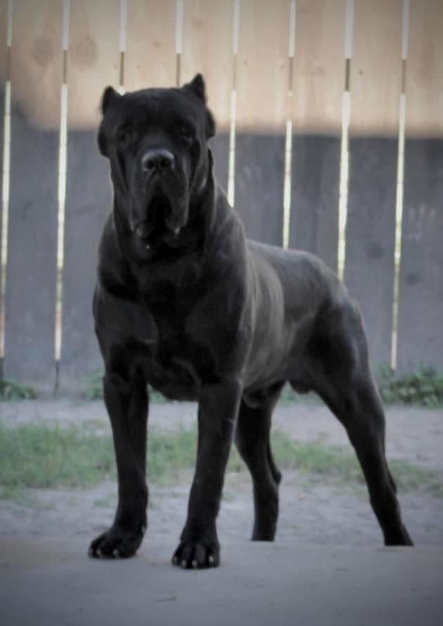 Cane Corso Puppies - Import Bloodlines breeder image 1