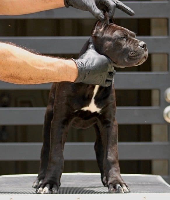 Cane Corso Puppies - Import Bloodlines media 2