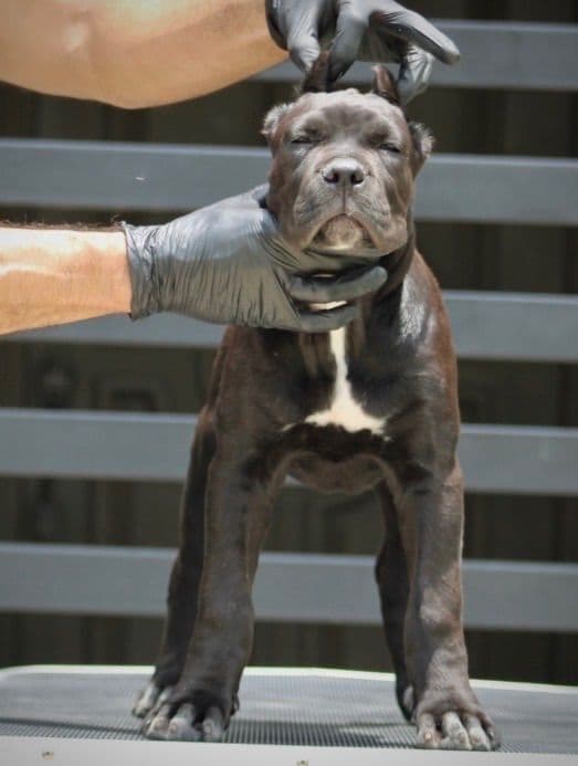 Cane Corso Puppies - Import Bloodlines media 3