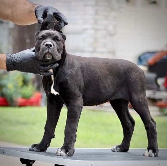 Cane Corso Puppies - Import Bloodlines media 4