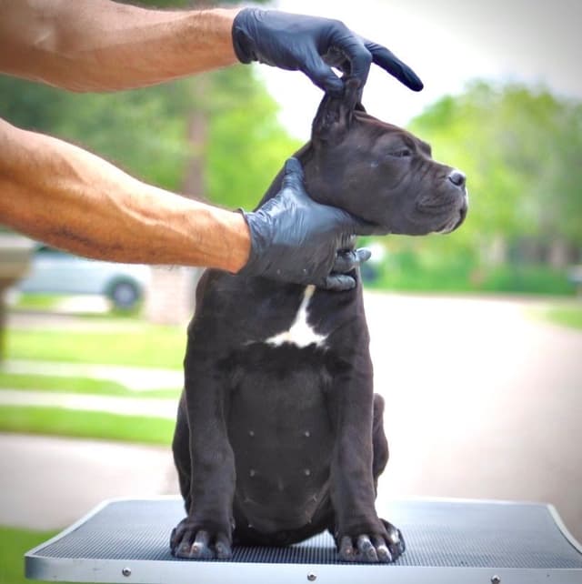 Cane Corso Puppies - Import Bloodlines media 6