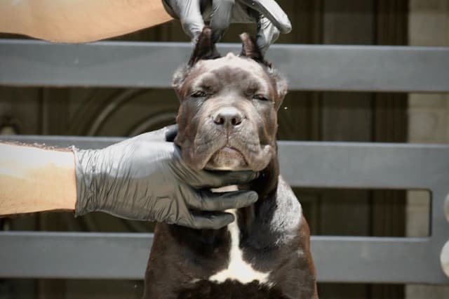 Cane Corso Puppies - Import Bloodlines media 7