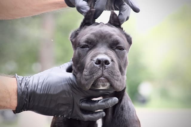 Cane Corso Puppies - Import Bloodlines media 8