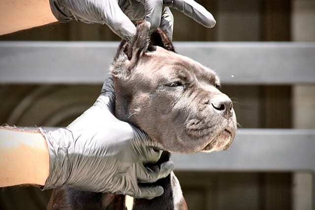 Cane Corso Puppies - Import Bloodlines media 10