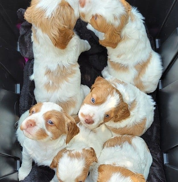 Brittany Puppies breeder image 17