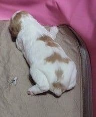 Brittany Puppies breeder image 5