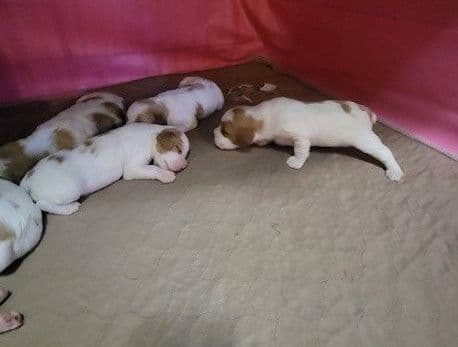 Brittany Puppies breeder image 6