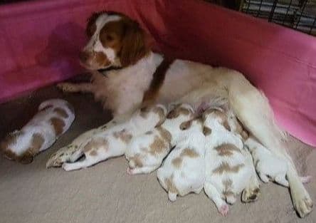 Brittany Puppies breeder image 7