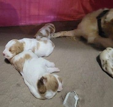 Brittany Puppies breeder image 8