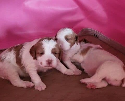Brittany Puppies breeder image 9