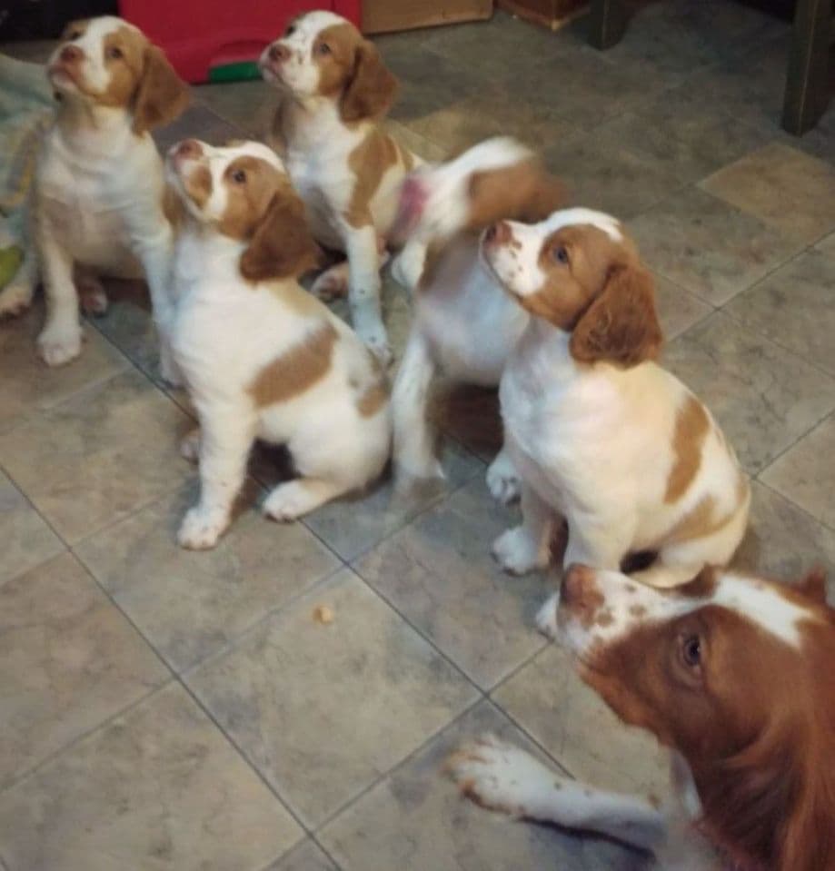 Brittany Puppies breeder image 12