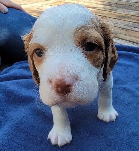 Brittany Puppies breeder image 13