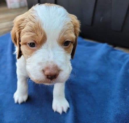 Brittany Puppies breeder image 15