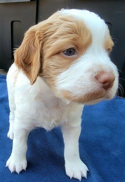 Brittany Puppies breeder image 16