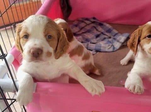 Brittany Puppies breeder image 18
