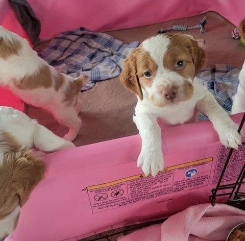 Brittany Puppies breeder image 19