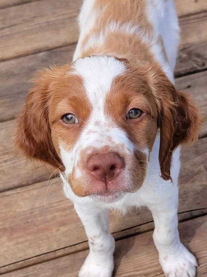 Brittany Puppies breeder image 4