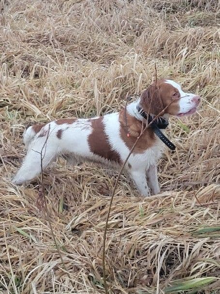 Brittany Puppies breeder image 1