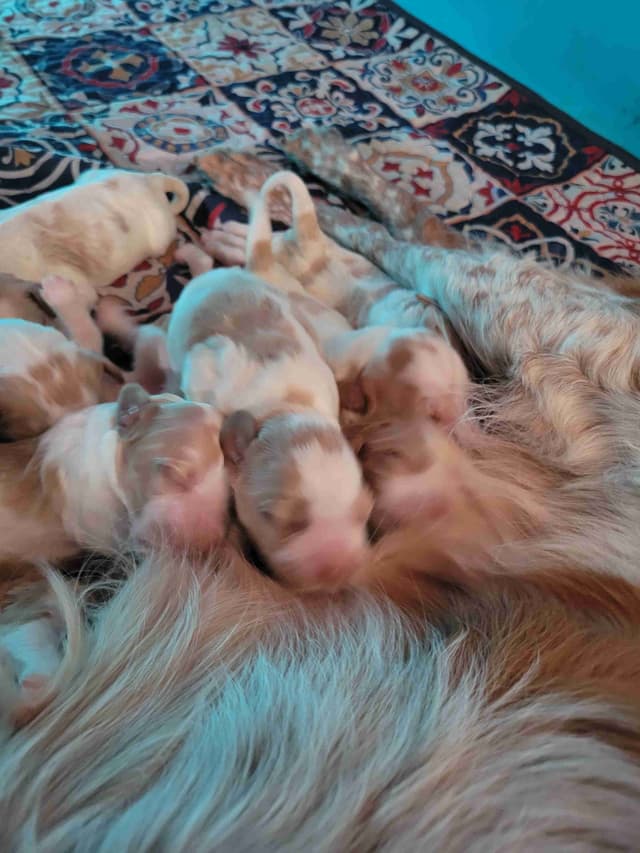 Brittany Puppies media 13