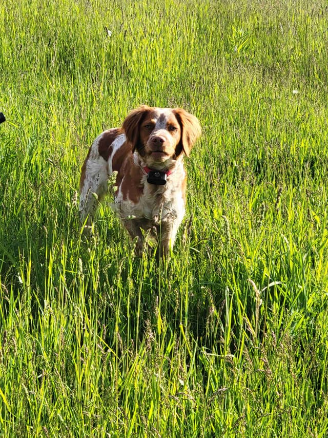 Brittany Puppies media 4