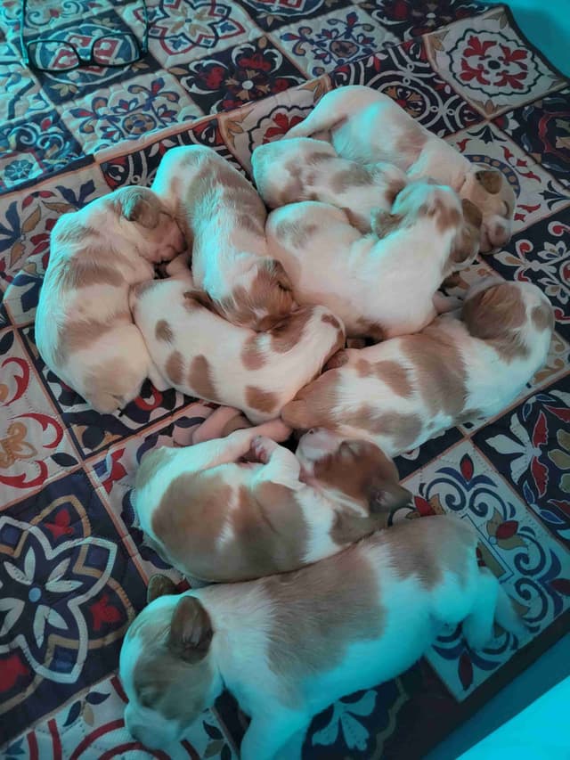 Brittany Puppies media 14