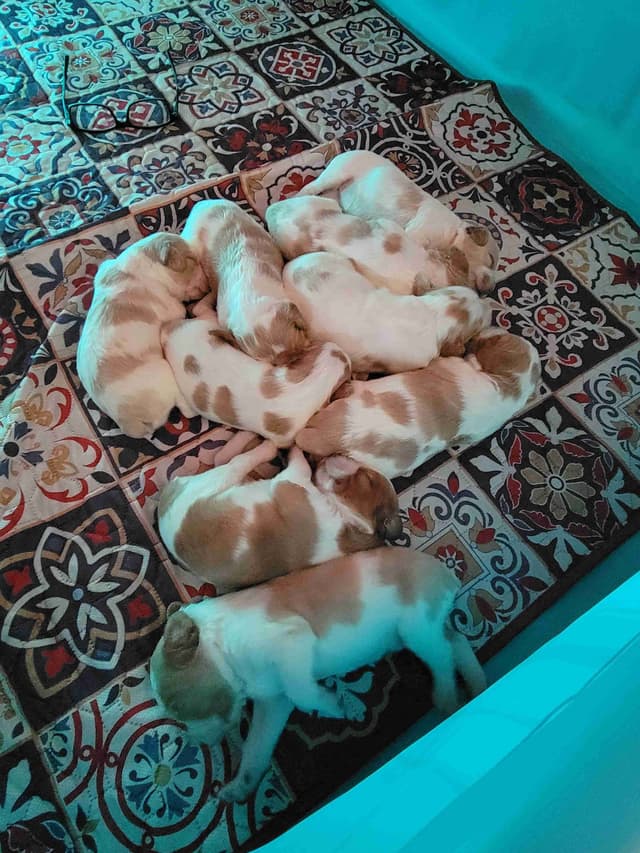 Brittany Puppies media 15