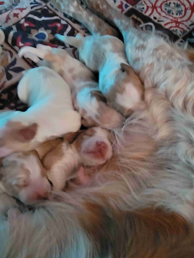Brittany Puppies media 16